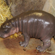 Illustration for article titled ZSL Whipsnade Zoo Welcomes Worst Cat Ever Into the World